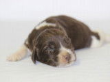 Chiots Springer Anglais marron et blanc LOF à réserver