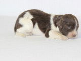 Chiots Springer Anglais marron et blanc LOF à réserver