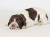 Chiots Springer Anglais marron et blanc LOF à réserver