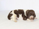 Chiots Springer Anglais marron et blanc LOF à réserver