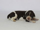 Chiots Springer Anglais marron et blanc LOF à réserver