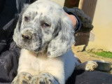 À vendre : 3 chiots Setter mâles bleus LOF