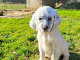 À vendre : 3 chiots Setter mâles bleus LOF