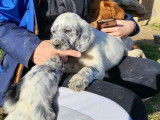 À vendre : 3 chiots Setter mâles bleus LOF