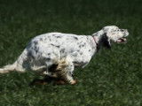 À vendre : 3 chiots Setter mâles bleus LOF