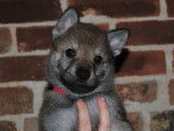 Chiots Chien Loup Tchécoslovaque à vendre