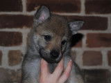 Chiots Chien Loup Tchécoslovaque à vendre