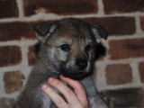 Chiots Chien Loup Tchécoslovaque à vendre