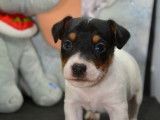 Chiots Jack Russell LOF à vendre