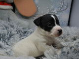 Chiots Jack Russell LOF à vendre