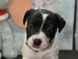 Chiots Jack Russell LOF à vendre