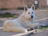Etalon Berger Blanc Suisse LOF disponible pour saillie