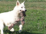 Etalon Berger Blanc Suisse LOF disponible pour saillie