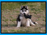 Etalon Husky Sib&eacute;rien noir et blanc LOF disponible pour saillie