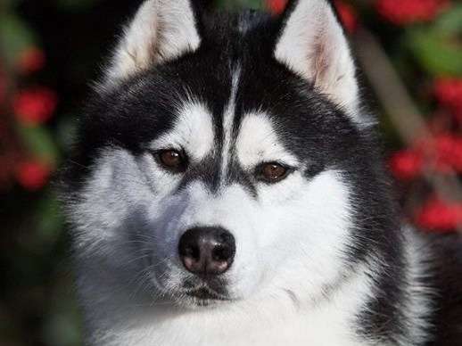 Etalon Husky Sibérien noir et blanc LOF disponible pour saillie