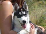 Etalon Husky Sibérien noir et blanc LOF disponible pour saillie
