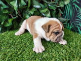 Chiots Bulldog Continental LOF à reserver