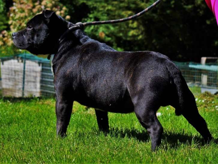 Etalon Staffordshire Bull Terrier noir disponible pour saillie