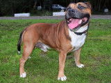 Etalon Staffordshire Bull Terrier LOF disponible pour saillie