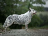 Etalon Bouvier Australien LOF disponible pour saillie