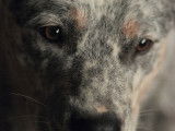 Etalon Bouvier Australien LOF disponible pour saillie