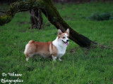 Etalon Welsh Corgi Pembroke LOF disponible pour saillie