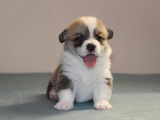 Etalon Welsh Corgi Pembroke LOF disponible pour saillie