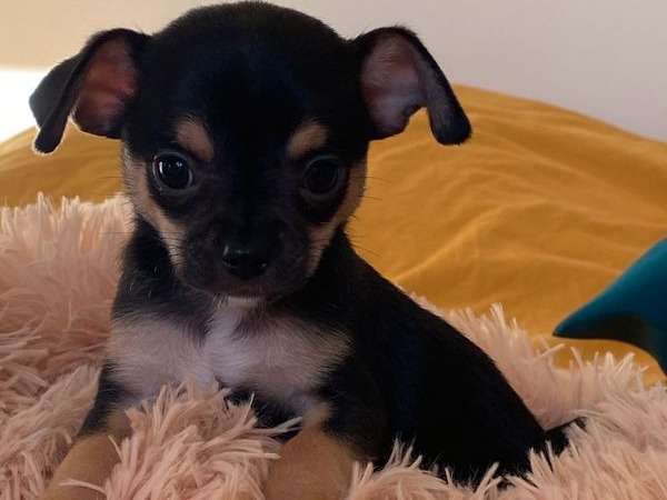 3 chiots Chihuahua mâles non LOF disponibles à la vente