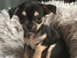 3 chiots Chihuahua mâles non LOF disponibles à la vente