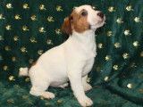 3 chiots Jack Russell Terrier mâles non LOF à vendre