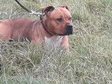 Etalon American Staffordshire Terrier LOF disponible pour saillie
