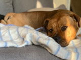 Etalon American Staffordshire Terrier LOF disponible pour saillie