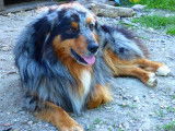Etalon Berger Australien bleu merle LOF disponible pour saillie