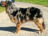Etalon Berger Australien bleu merle LOF disponible pour saillie