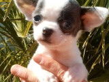 Un chiot Chihuahua blanc m&acirc;le LOF &agrave; vendre