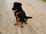 De race Beauceron disponible pour saillie