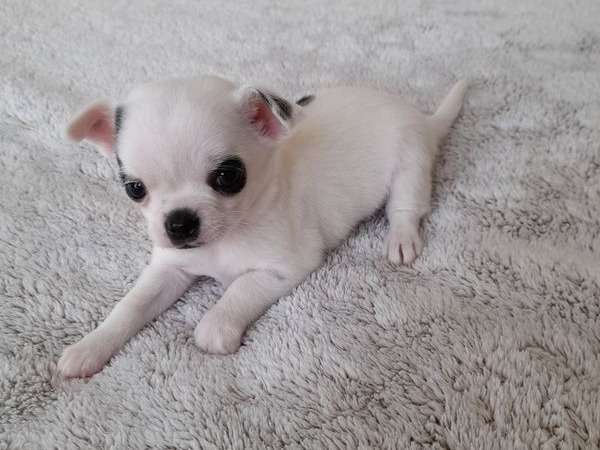 Chiot mâle Chihuahua au pelage blanc et noir né octobre 2021 (LOF) à vendre