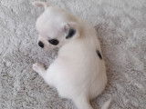 Chiot mâle Chihuahua au pelage blanc et noir né octobre 2021 (LOF) à vendre