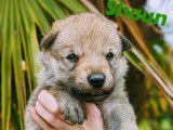 Chiots de race Chien Loup Tch&eacute;coslovaque d&rsquo;octobre 2021 &agrave; vendre (LOF)