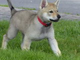 Chiots de race Chien Loup Tch&eacute;coslovaque d&rsquo;octobre 2021 &agrave; vendre (LOF)