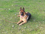Vente d&rsquo;une chienne Berger Allemand de trois ans LOF, pelage noir et fauve