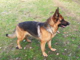 Vente d&rsquo;une chienne Berger Allemand de trois ans LOF, pelage noir et fauve