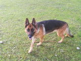 Vente d&rsquo;une chienne Berger Allemand de trois ans LOF, pelage noir et fauve