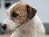 Jack Russell  LOF, disponible pour saillie