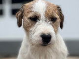 Jack Russell  LOF, disponible pour saillie