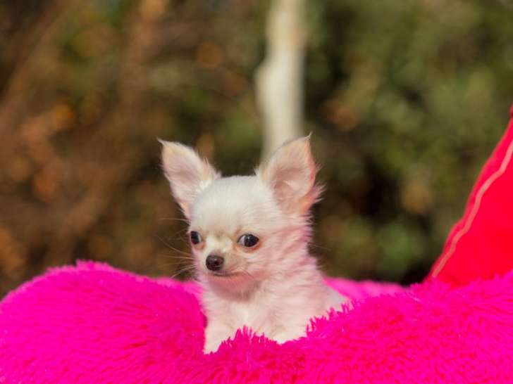 Chiot Chihuahua mâle blanc LOF d’octobre 2021 à vendre