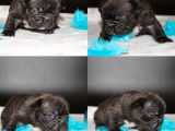 3 chiots Bouledogue Français de 2021 en vente, LOF