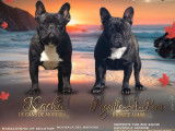 3 chiots Bouledogue Français de 2021 en vente, LOF