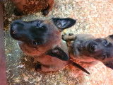 Chiots Berger Belge Malinois avec pedigree à vendre