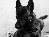 Chiots Berger Belge Malinois avec pedigree à vendre